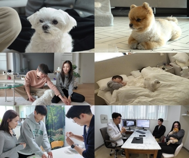 세상에 나쁜 개는 없다 410회 밤마다 변하는 우동이와 물개 강아지 흑당이의 비밀