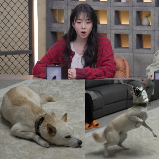 개와 늑대의 시간2 18회 발작견 도디, 팔 근막 파열 사고까지