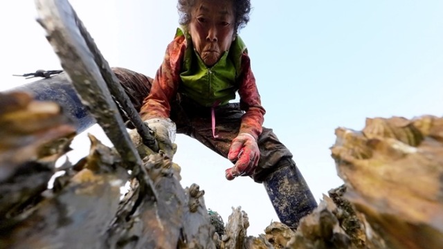 다큐온 357회 석화밭 꼬부랑 사모곡